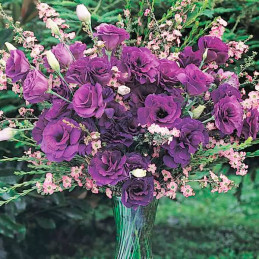  Lisianto 1000 Semillas Eustoma grandiflorum Lisianthus ABC II Purple PLT Flor Corte 194.915254 Lisianto 1000 Semillas Eustoma g
