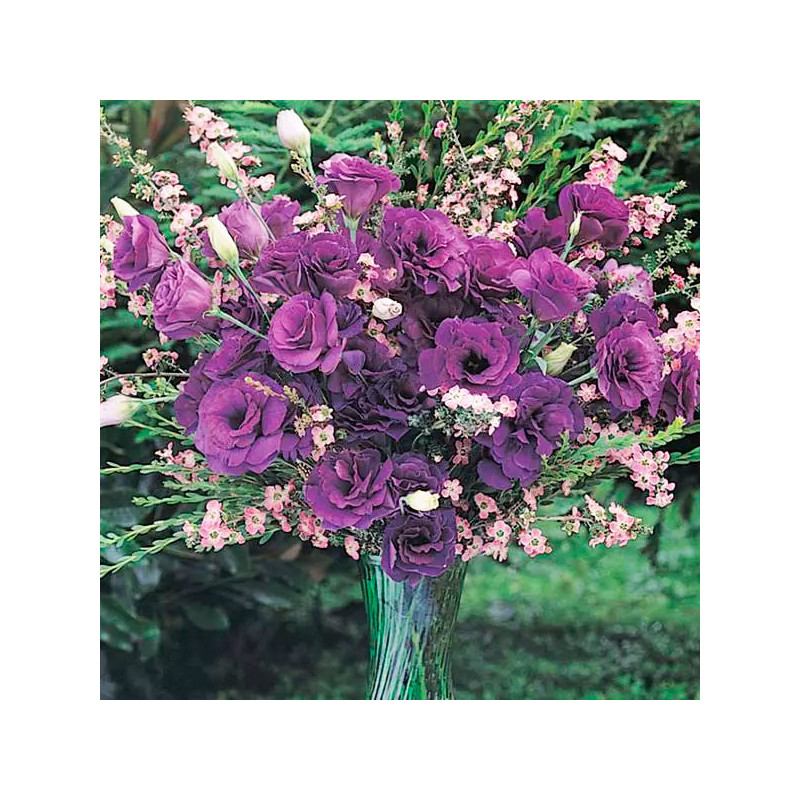 Lisianto 1000 Semillas Eustoma grandiflorum Lisianthus ABC II Purple PLT Flor Corte 194.915254 Lisianto 1000 Semillas Eustoma g Lisianto 1000 Semillas Eustoma grandiflorum Lisianthus ABC II Purple PLT Flor Corte 194.915254 Lisianto 1000 Semillas Eustoma g