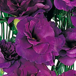  Lisianto 1000 Semillas Eustoma grandiflorum Lisianthus ABC II Purple PLT Flor Corte 194.915254 Lisianto 1000 Semillas Eustoma g
