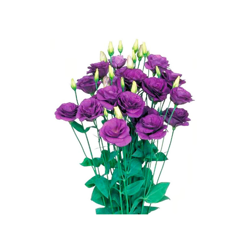  Lisianto 1000 Semillas Eustoma grandiflorum Lisianthus Mariachi Blue PLT Flor Corte 194.915254 Lisianto 1000 Semillas Eustoma g