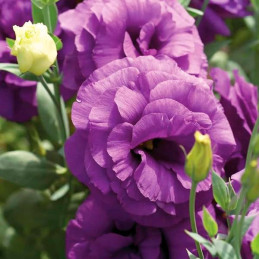  Lisianto 1000 Semillas Eustoma grandiflorum Lisianthus Mariachi Blue PLT Flor Corte 194.915254 Lisianto 1000 Semillas Eustoma g
