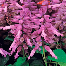  Salvia 1000 Semillas splendens Vista Lavander Flor Maceta 80.508475 Salvia 1000 Semillas splendens Vista Lavander Flor Maceta
G