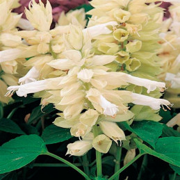  Salvia 1000 Semillas splendens Vista White Flor Maceta 80.508475 Salvia 1000 Semillas splendens Vista White Flor Maceta
Germina