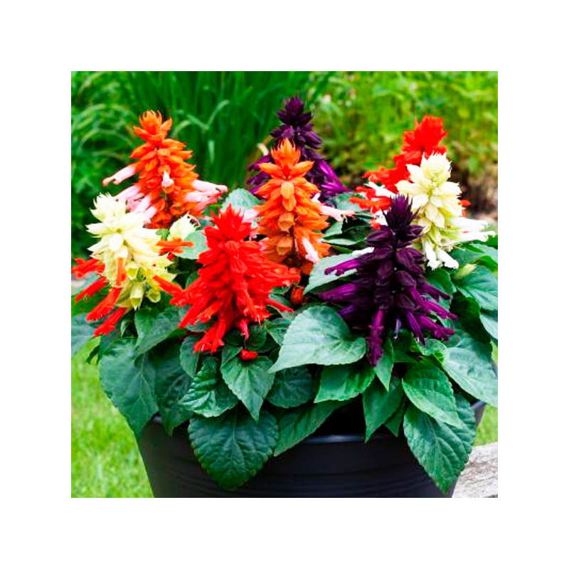  Salvia 1000 Semillas splendens Mojave Mix Flor Maceta 80.508475 Salvia 1000 Semillas splendens Mojave Mix Flor Maceta
Germinaci