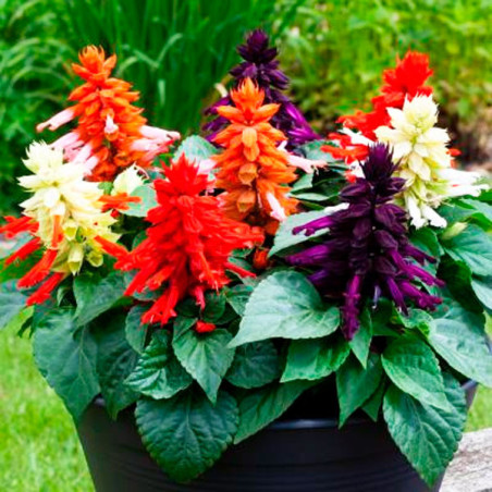  Salvia 1000 Semillas splendens Mojave Mix Flor Maceta 80.508475 Salvia 1000 Semillas splendens Mojave Mix Flor Maceta
Germinaci