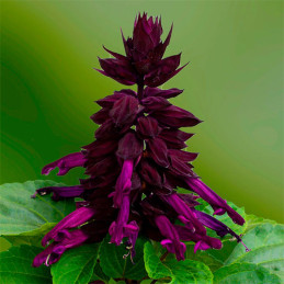  Salvia 1000 Semillas splendens Mojave Purple Flor Maceta 80.508475 Salvia 1000 Semillas splendens Mojave Purple Flor Maceta
Ger
