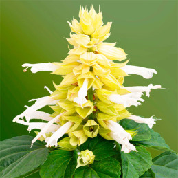  Salvia 1000 Semillas splendens Mojave White Flor Maceta 80.508475 Salvia 1000 Semillas splendens Mojave White Flor Maceta
Germi