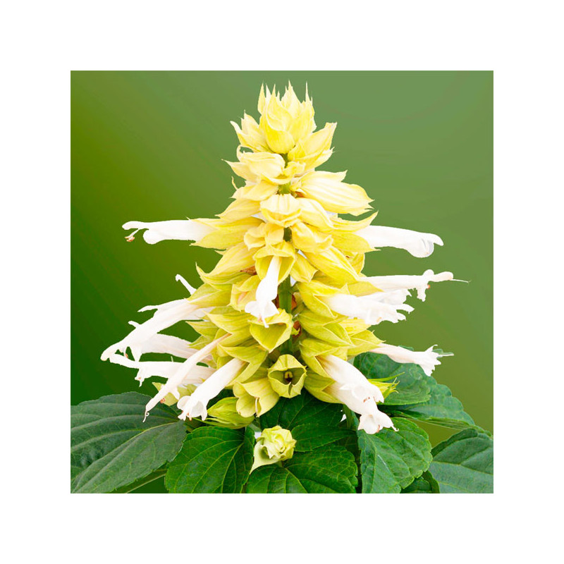  Salvia 1000 Semillas splendens Mojave White Flor Maceta 80.508475 Salvia 1000 Semillas splendens Mojave White Flor Maceta
Germi
