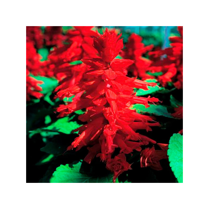  Salvia 1000 Semillas splendens Sizzler Red Flor Maceta 80.508475 Salvia 1000 Semillas splendens Sizzler Red Flor Maceta
Germina
