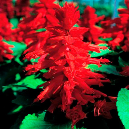  Salvia 1000 Semillas splendens Sizzler Red Flor Maceta 80.508475 Salvia 1000 Semillas splendens Sizzler Red Flor Maceta
Germina