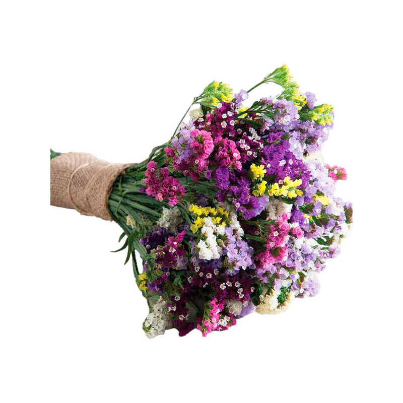  Limonio 1000 Semillas Limonium sinuatum Statice Seeker Mix Flor Corte 71.186441 Limonio 1000 Semillas Limonium sinuatum Statice