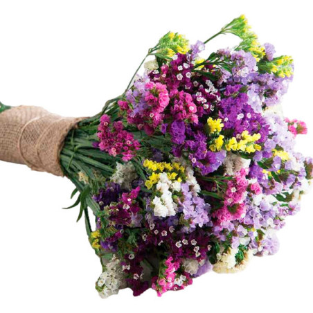  Limonio 1000 Semillas Limonium sinuatum Statice Seeker Mix Flor Corte 71.186441 Limonio 1000 Semillas Limonium sinuatum Statice