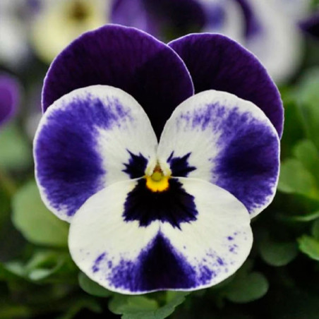  Pensamiento 1000 Semillas Viola cornuta Pansy Quicktime Mickey Flor Maceta 114.40678 Pensamiento 1000 Semillas Viola cornuta Pa