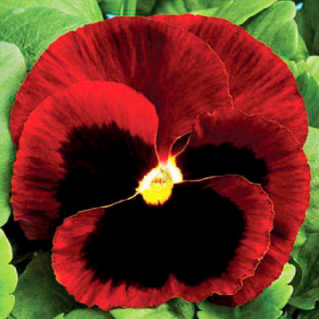  Pensamiento 1000 Semillas Viola wittrockiana Pansy Colossus All Colors Red Blotch Flor Maceta 137.288136 Pensamiento 1000 Semil