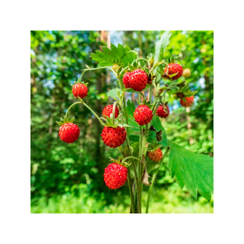  Fresa 100 Semillas Fragaria vesca Strawberry Mignonette Flor Maceta Jardin 71.186441 Fresa 100 Semillas Fragaria vesca Strawber