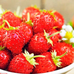  Fresa 100 Semillas Fragaria vesca Strawberry Mignonette Flor Maceta Jardin 71.186441 Fresa 100 Semillas Fragaria vesca Strawber