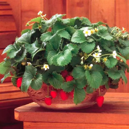  Fresa 500 Semillas Fragaria × ananassa Strowberry Fresca Flor Maceta Jardin 114.40678 Fresa 500 Semillas Fragaria × ananassa St