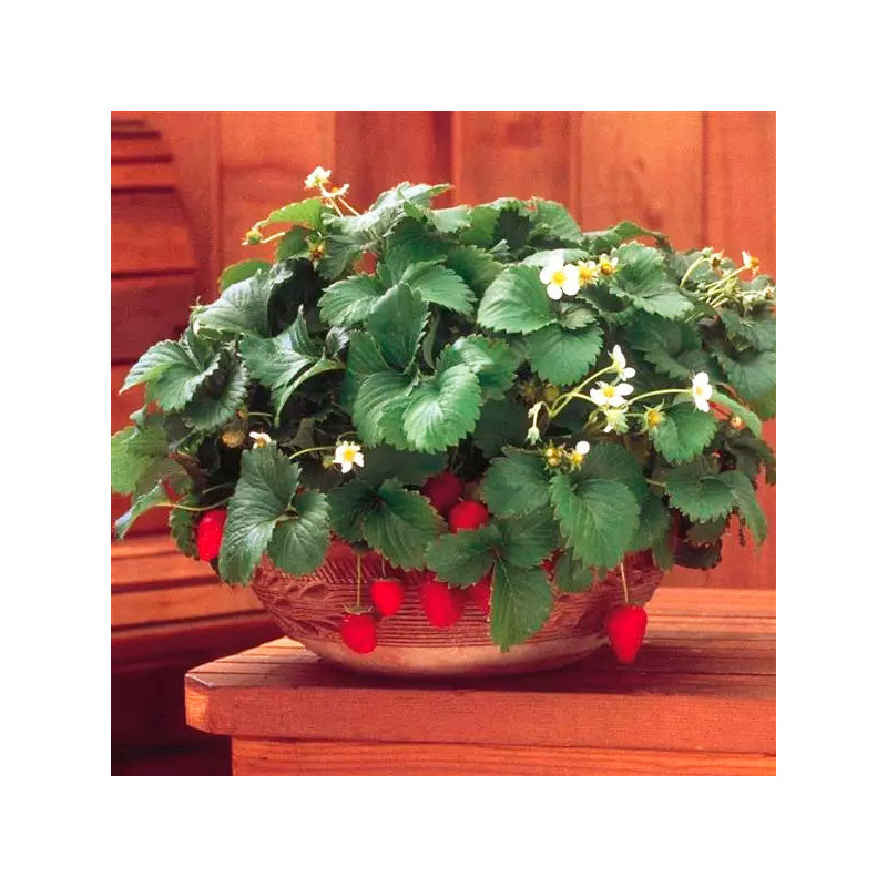 Fresa 500 Semillas Fragaria × ananassa Strowberry Fresca Flor Maceta Jardin 114.40678 Fresa 500 Semillas Fragaria × ananassa St Fresa 500 Semillas Fragaria × ananassa Strowberry Fresca Flor Maceta Jardin 114.40678 Fresa 500 Semillas Fragaria × ananassa St