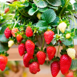  Fresa 500 Semillas Fragaria × ananassa Strowberry Fresca Flor Maceta Jardin 114.40678 Fresa 500 Semillas Fragaria × ananassa St