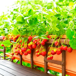  Fresa 500 Semillas Fragaria × ananassa Strowberry Fresca Flor Maceta Jardin 114.40678 Fresa 500 Semillas Fragaria × ananassa St