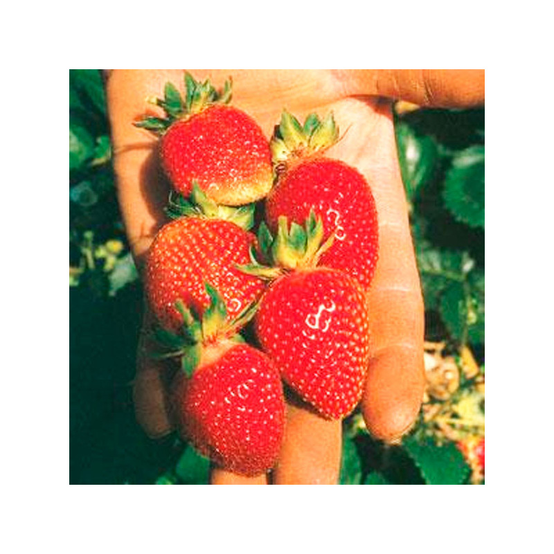  Fresa 100 Semillas Fragaria × ananassa Strowberry Berri Basket White Flor Maceta Jardin 114.40678 Fresa 100 Semillas Fragaria ×