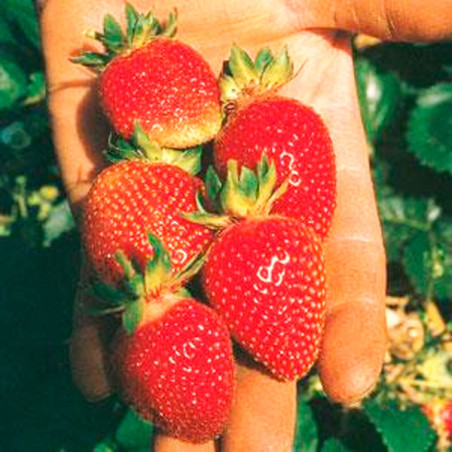  Fresa 100 Semillas Fragaria × ananassa Strowberry Berri Basket White Flor Maceta Jardin 114.40678 Fresa 100 Semillas Fragaria ×