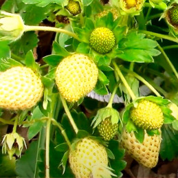 Fresa 100 Semillas Fragaria × ananassa Strowberry Berri Basket White Flor Maceta Jardin 114.40678 Fresa 100 Semillas Fragaria ×