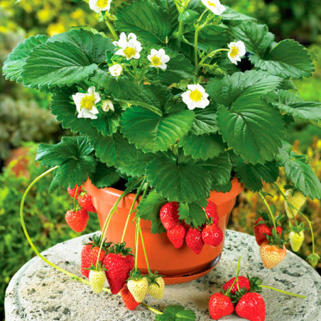  Fresa 100 Semillas Fragaria × ananassa Strawberry Beltran Flor Maceta Jardin 114.40678 Fresa 100 Semillas Fragaria × ananassa S