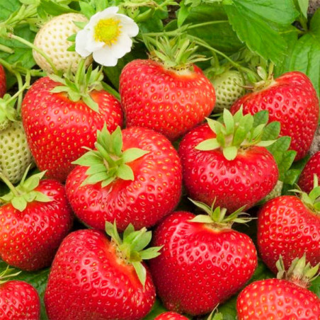 FRESA o FRUTILLA, strawberry - Fragaria × ananassa y F. vesca