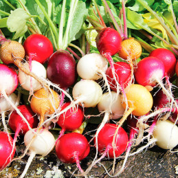  Rabano 1000 Semillas Raphanus sativus Radish Rainbow Mix II Flor Hortaliza Jardin 72.033898 Rabano 1000 Semillas Raphanus sativ