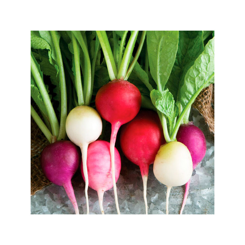 Rabano 1000 Semillas Raphanus sativus Radish Mix Easter Egg II Flor ...