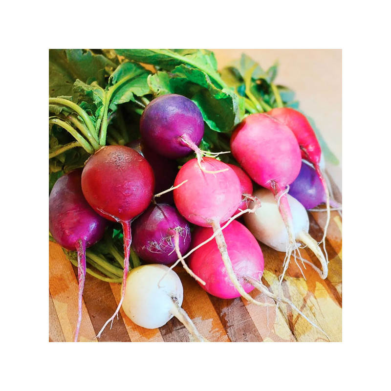 Rabano 1000 Semillas Raphanus sativus Radish Mix Easter Egg II Flor Hortaliza Jardin 72.033898 Rabano 1000 Semillas Raphanus sa Rabano 1000 Semillas Raphanus sativus Radish Mix Easter Egg II Flor Hortaliza Jardin 72.033898 Rabano 1000 Semillas Raphanus sa