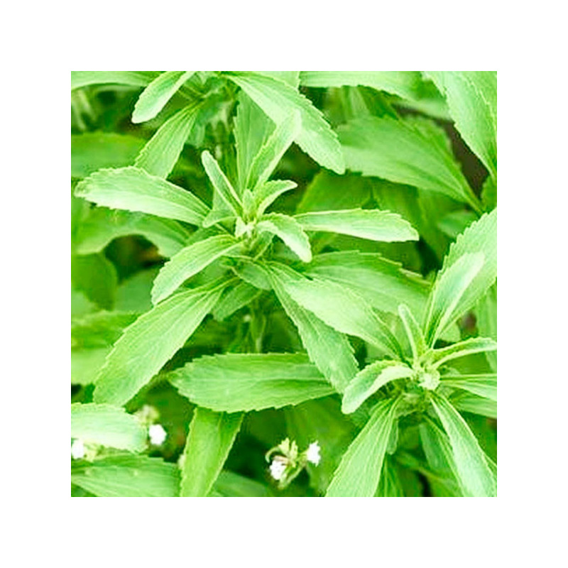 Stevia 500 Semillas rebaudiana Sweet Leaf Overpack Hierba Aromatica Jardin 114.40678 Stevia 500 Semillas rebaudiana Sweet Leaf Stevia 500 Semillas rebaudiana Sweet Leaf Overpack Hierba Aromatica Jardin 114.40678 Stevia 500 Semillas rebaudiana Sweet Leaf