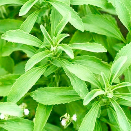  Stevia 500 Semillas rebaudiana Sweet Leaf Overpack Hierba Aromatica Jardin 114.40678 Stevia 500 Semillas rebaudiana Sweet Leaf 