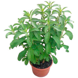  Stevia 500 Semillas rebaudiana Sweet Leaf Overpack Hierba Aromatica Jardin 114.40678 Stevia 500 Semillas rebaudiana Sweet Leaf 