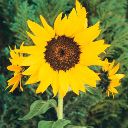  Girasol 1000 Semillas Helianthus annuus Pacino Cola Flor Maceta Jardin 137.288136 Girasol 1000 Semillas Helianthus annuus Pacin