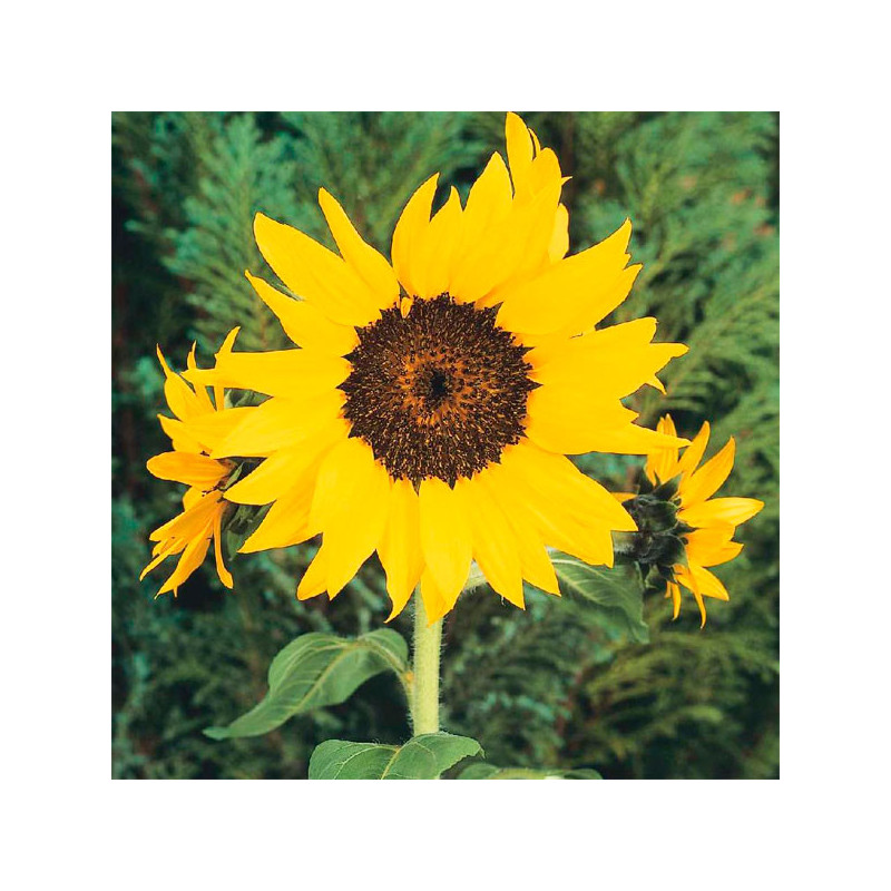 Girasol 1000 Semillas Helianthus annuus Pacino Cola Flor Maceta Jardin 137.288136 Girasol 1000 Semillas Helianthus annuus Pacin Girasol 1000 Semillas Helianthus annuus Pacino Cola Flor Maceta Jardin 137.288136 Girasol 1000 Semillas Helianthus annuus Pacin