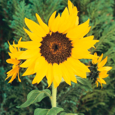  Girasol 1000 Semillas Helianthus annuus Pacino Cola Flor Maceta Jardin 137.288136 Girasol 1000 Semillas Helianthus annuus Pacin