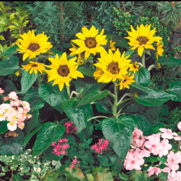  Girasol 1000 Semillas Helianthus annuus Pacino Cola Flor Maceta Jardin 137.288136 Girasol 1000 Semillas Helianthus annuus Pacin