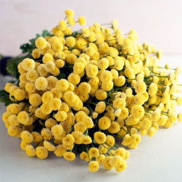  Matricaria 1000 Semillas Tanacetum parthenium Vegmo Sunny Ball PLT Amarillo Flor Corte 143.220339 Matricaria 1000 Semillas Tana