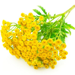  Matricaria 1000 Semillas Tanacetum parthenium Victory Double Yellow PLT Flor Corte 85.59322 Matricaria 1000 Semillas Tanacetum 