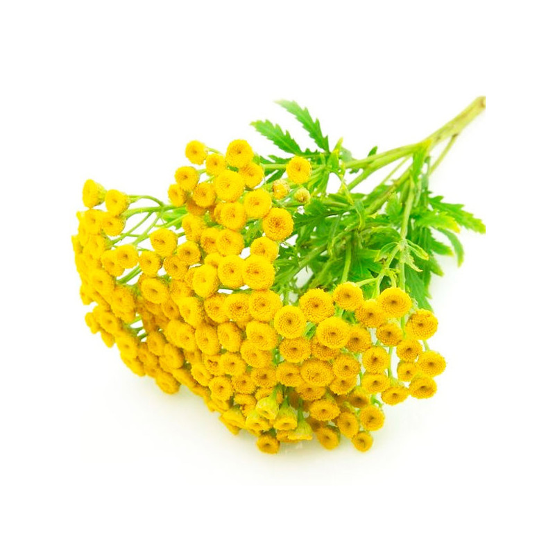  Matricaria 1000 Semillas Tanacetum parthenium Victory Double Yellow PLT Flor Corte 85.59322 Matricaria 1000 Semillas Tanacetum 