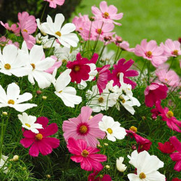  Cosmos 1000 Semillas bipinnatus Apollo Mix Flor Maceta 114.40678 Cosmos 1000 Semillas bipinnatus Apollo Mix Flor Maceta
Germina