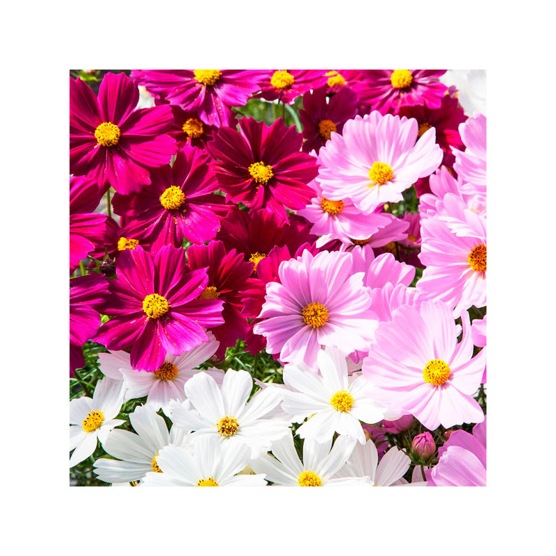 Cosmos 1000 Semillas bipinnatus Apollo Mix Flor Maceta 114.40678 Cosmos 1000 Semillas bipinnatus Apollo Mix Flor Maceta
Germina Cosmos 1000 Semillas bipinnatus Apollo Mix Flor Maceta 114.40678 Cosmos 1000 Semillas bipinnatus Apollo Mix Flor Maceta
Germina