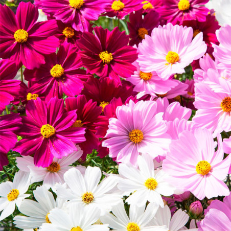  Cosmos 1000 Semillas bipinnatus Apollo Mix Flor Maceta 114.40678 Cosmos 1000 Semillas bipinnatus Apollo Mix Flor Maceta
Germina