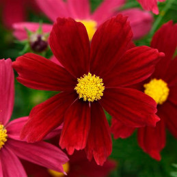  Cosmos 1000 Semillas bipinnatus Sonata Red Shades Flor Maceta 137.288136 Cosmos 1000 Semillas bipinnatus Sonata Red Shades Flor