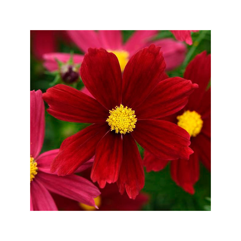 Cosmos 1000 Semillas bipinnatus Sonata Red Shades Flor Maceta 137.288136 Cosmos 1000 Semillas bipinnatus Sonata Red Shades Flor Cosmos 1000 Semillas bipinnatus Sonata Red Shades Flor Maceta 137.288136 Cosmos 1000 Semillas bipinnatus Sonata Red Shades Flor