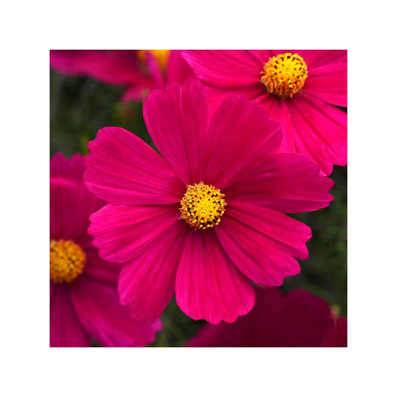 Cosmos 1000 Semillas bipinnatus Sonata Carmine Flor Maceta 137.288136 Cosmos 1000 Semillas bipinnatus Sonata Carmine Flor Macet Cosmos 1000 Semillas bipinnatus Sonata Carmine Flor Maceta 137.288136 Cosmos 1000 Semillas bipinnatus Sonata Carmine Flor Macet