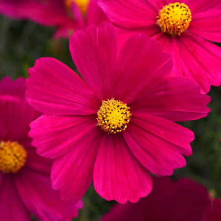  Cosmos 1000 Semillas bipinnatus Sonata Carmine Flor Maceta 137.288136 Cosmos 1000 Semillas bipinnatus Sonata Carmine Flor Macet