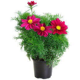  Cosmos 1000 Semillas bipinnatus Sonata Carmine Flor Maceta 137.288136 Cosmos 1000 Semillas bipinnatus Sonata Carmine Flor Macet